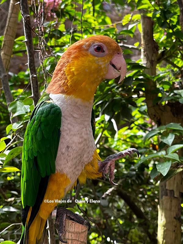 Loro en el parque de las mariposas