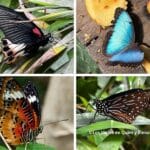 Mariposas en el Butterfly Park