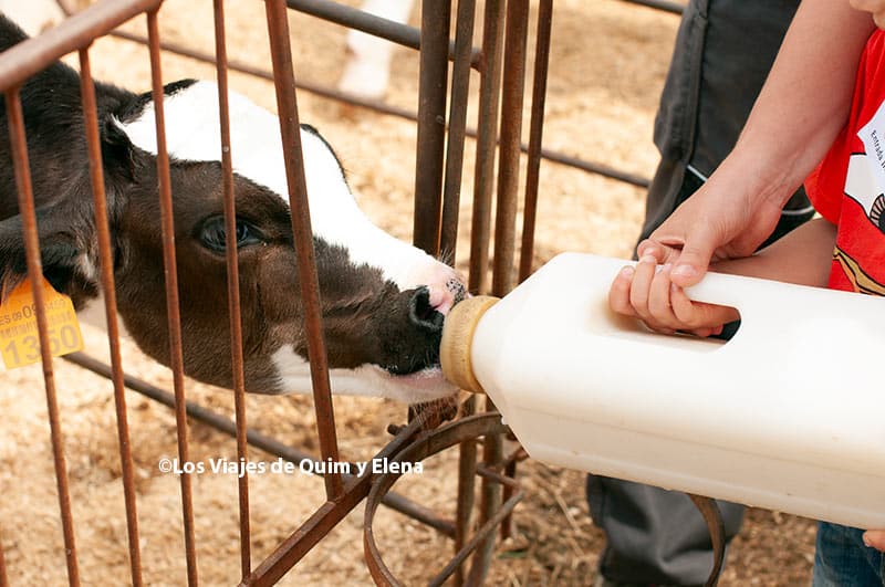 Dando leche a un ternero en Can Gel