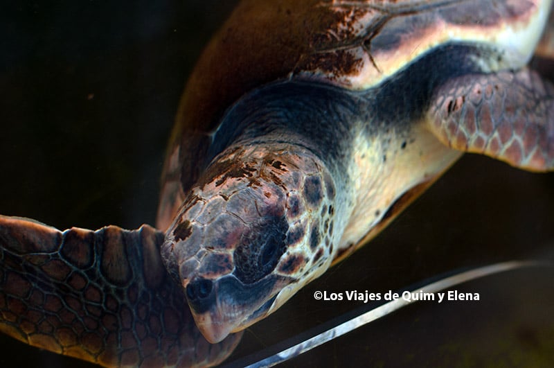 Una tortuga en el CRAM