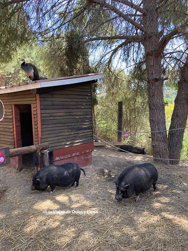 Cerdos en un Parque de animales