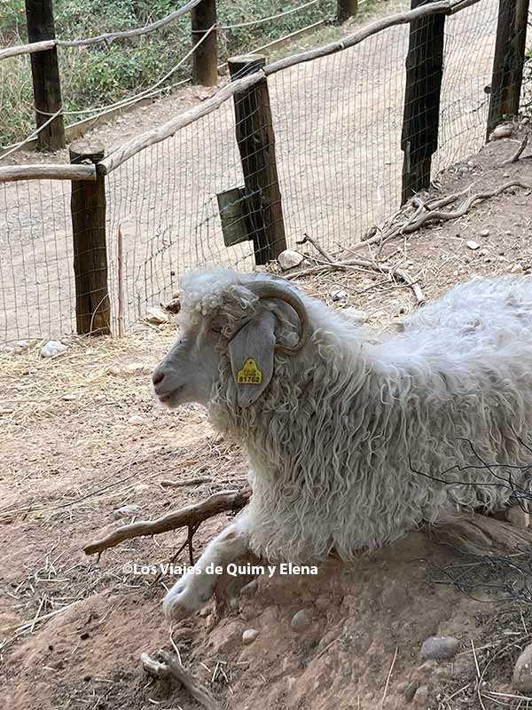 Una oveja en Aventura Park, Parque de animales cerca de Barcelona