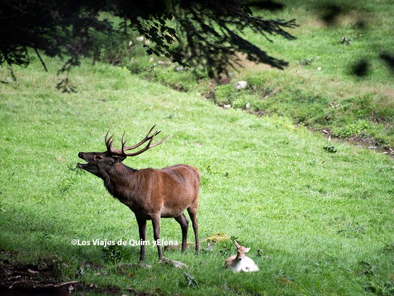 Ciervo en el Parque de Animales de Arán Park