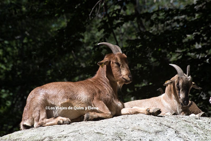 Animales en Arán Park