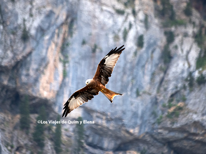 Águila sobrevolando el Ibón de Piedrafita