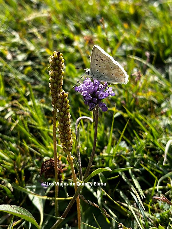 Mariposa durante el recorrido