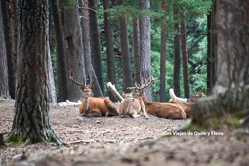 Gamos en el Parque Faunístico en Huesca