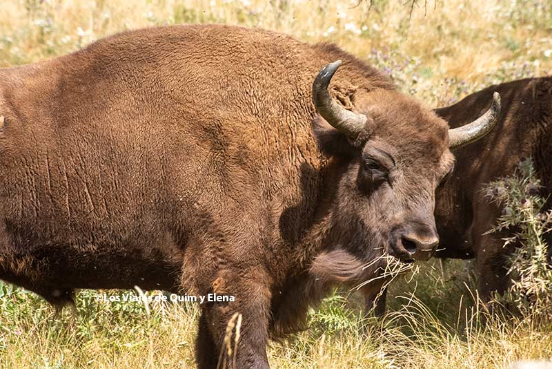 Bisonte Europeo