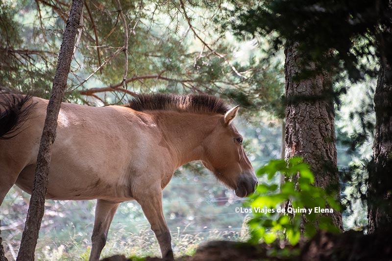 Caballo de Przewalski en el Parque Faunístico Lacuniacha