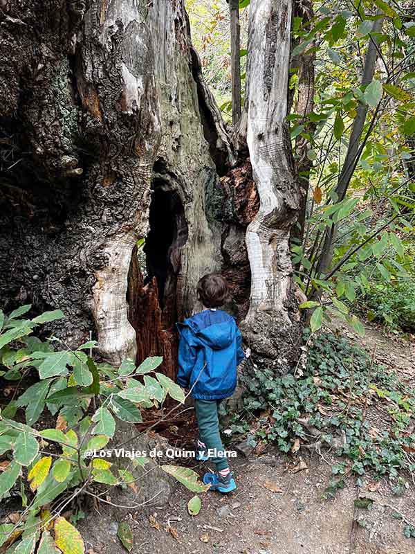 Álex investigando un árbol en el Montseny