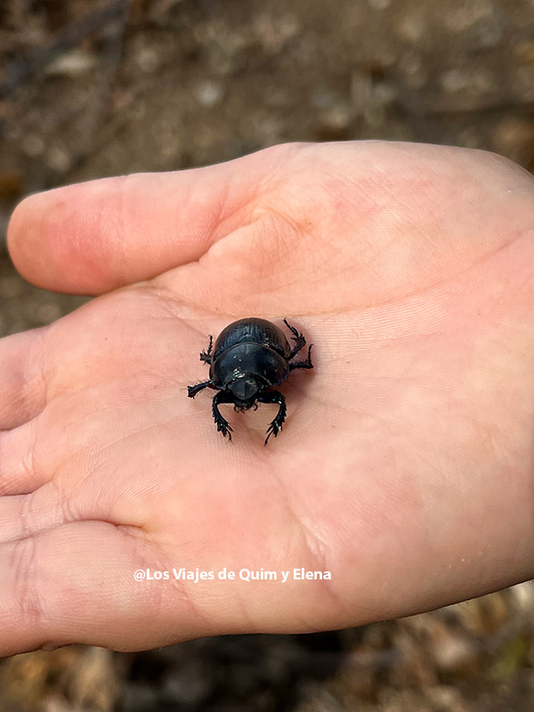 Descubriendo bichos en el Montseny