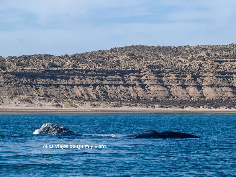 Avistamiento de ballenas