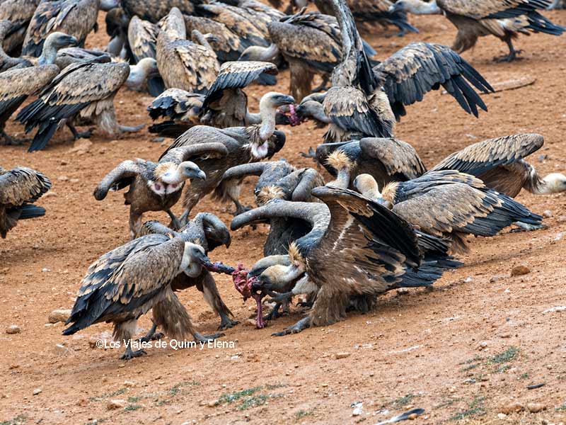 Buitres peleando por la comida en el Mirador de los Buitres Mas de Bunyol