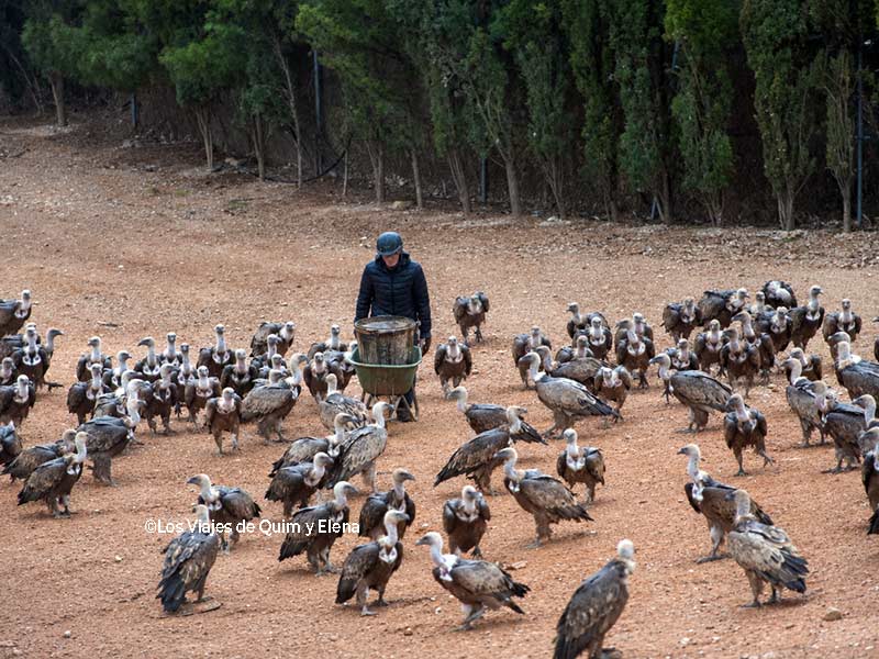 Buitreman llevando la comida en el Mirador de los Buitres Mas de Bunyol